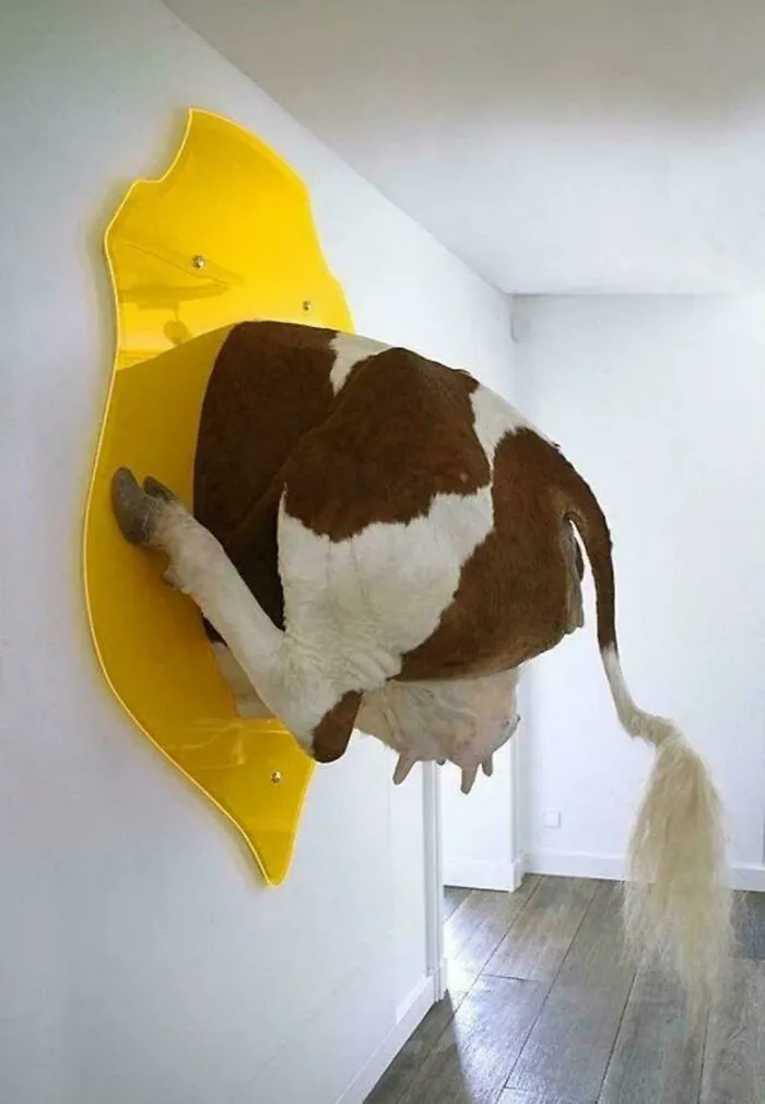 A cow's hindquarters mounted like a trophy on a yellow plaque in a house with unusual design ideas.