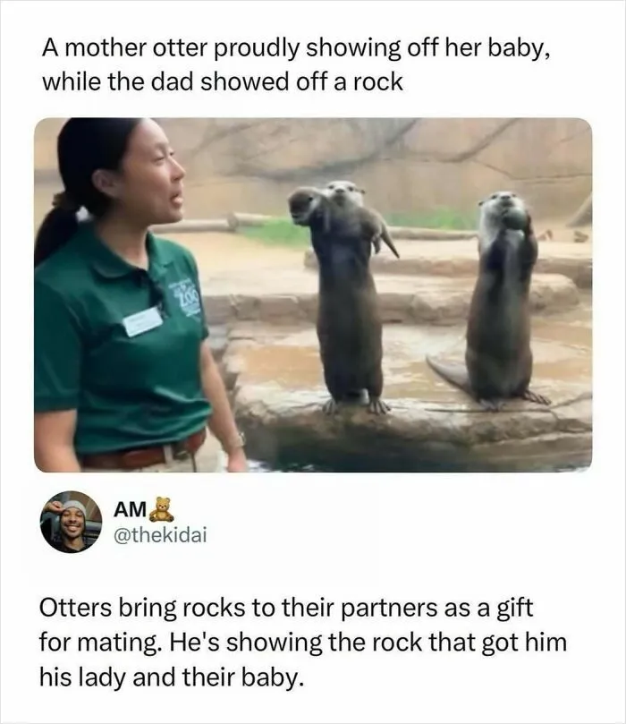 Funny otter memes showing a mother otter and a dad otter with rock gift