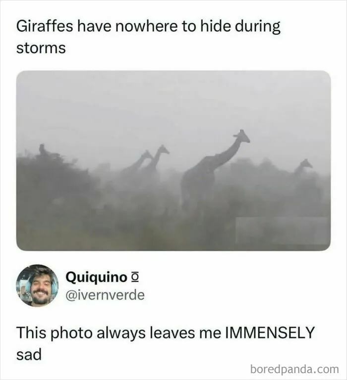 Giraffes standing exposed in a storm with no shelter in wildlife meme about procrastination