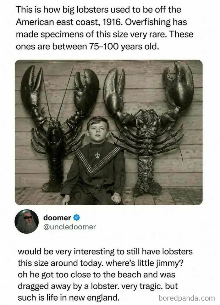 Vintage photo of huge lobsters and a boy to show big lobster size in American east coast history