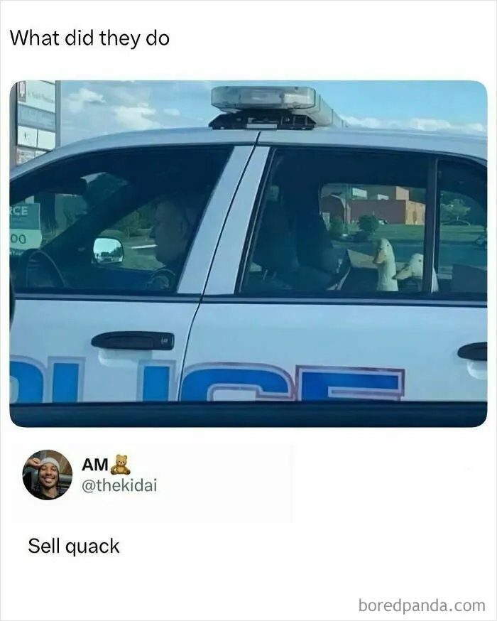 Police car with two ducks sitting in the back seat as a funny meme