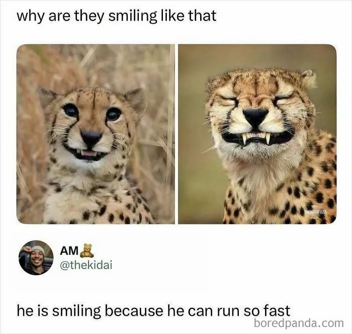 Cheetah smiling meme explained humorously with fast running speed