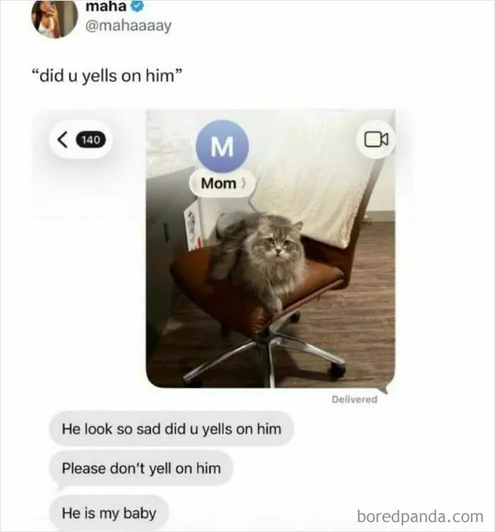 Wild memes with a sad-looking cat and concerned text messages
