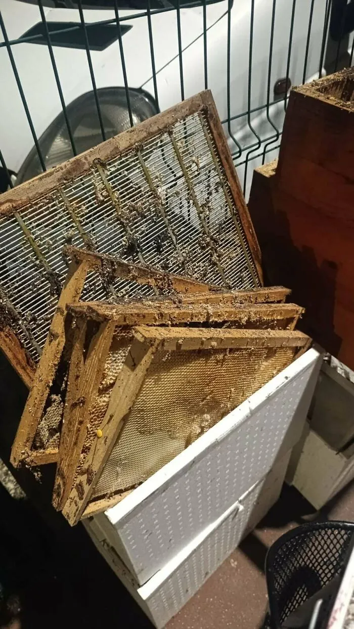 Dirty honeycomb frames from a bee hive found in dumpster diving treasure haul