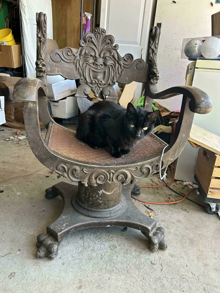 Antique ornate wooden chair with a black cat sitting on it from dumpster diving finds
