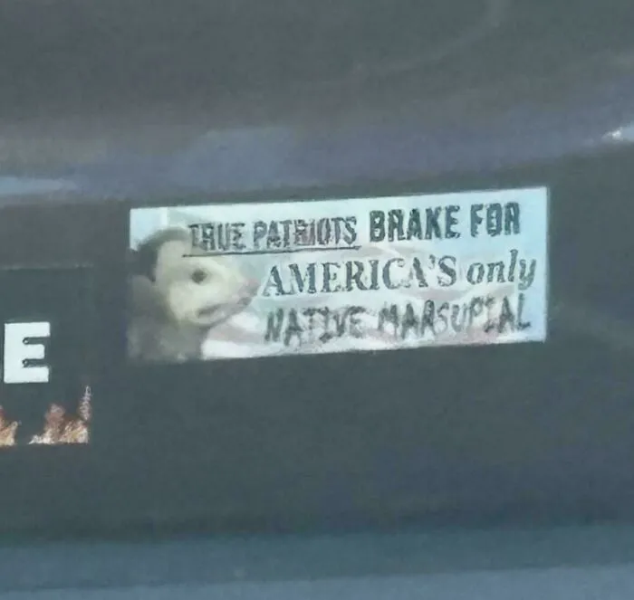 Wild bumper sticker on a car referencing patriots braking for marsupials.