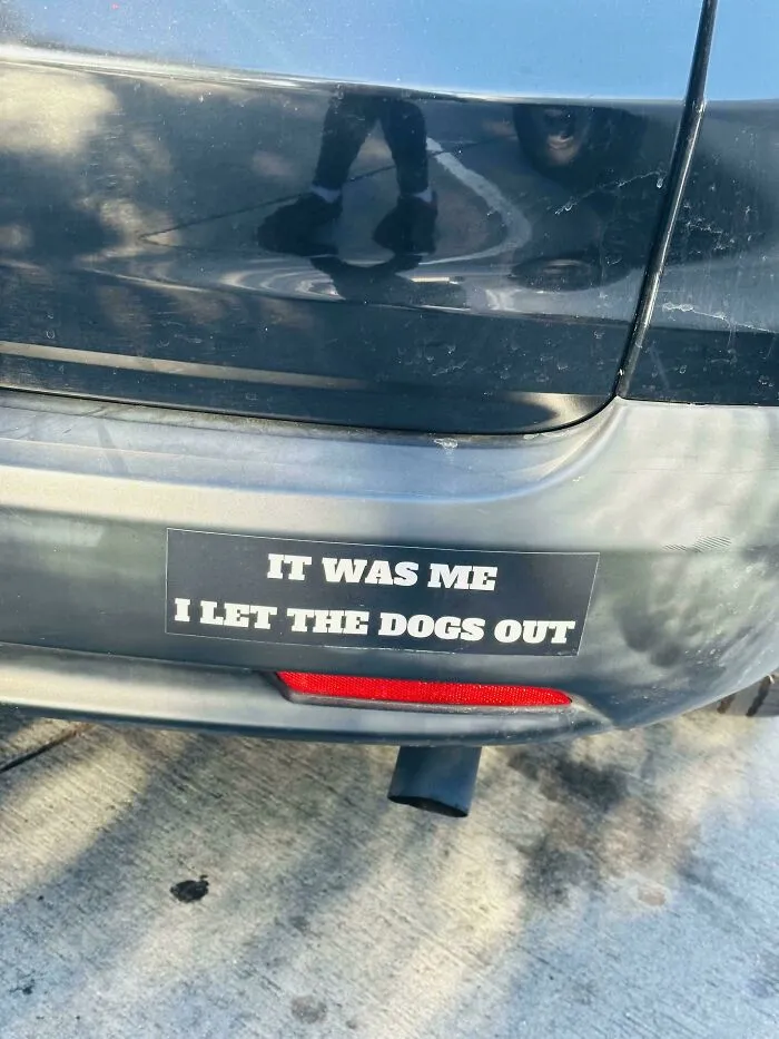 Funny wild bumper stickers referencing letting the dogs out on a rear bumper.