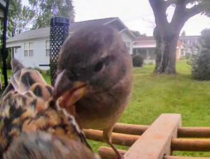 Close-up photo of a small wild bird staring aggressively at a bird feeder, showcasing angry birds behavior.