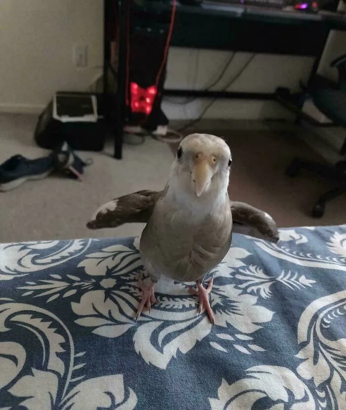 A small gray pet bird standing assertively on a bedspread with its wings spread out, looking like one of the angry birds.