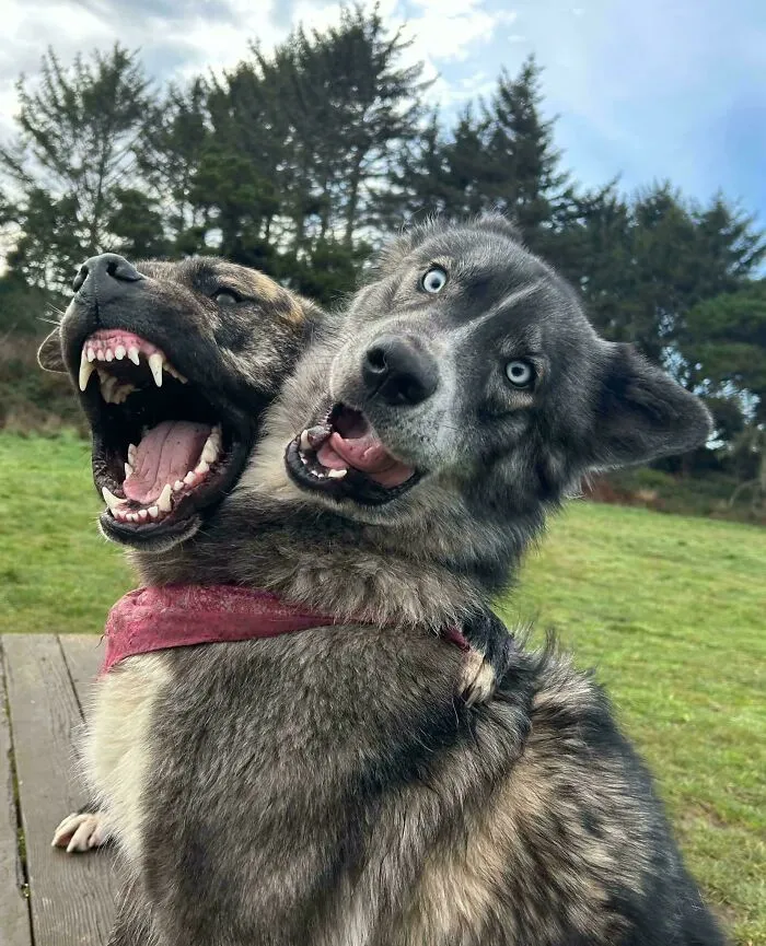 Two dogs with heads aligned appear as a two-headed dog in an optical illusion photo