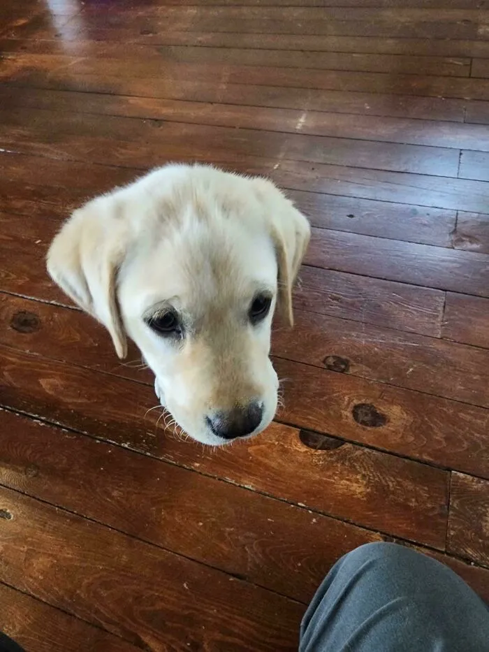Close-up of a puppy's face blending with the wooden floor patterns