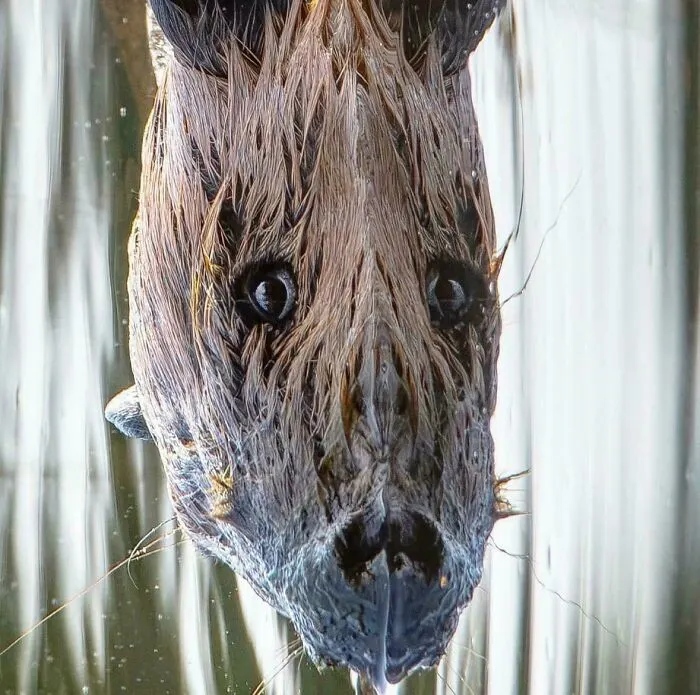 Underwater seal face creating confusing visual illusion with water lines