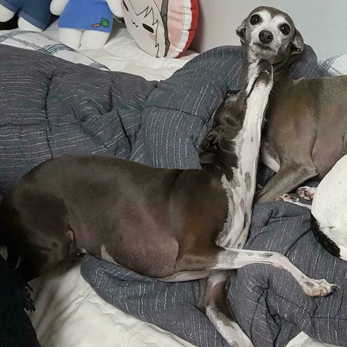 Two dogs lying on blanket, one dog licking the other’s face