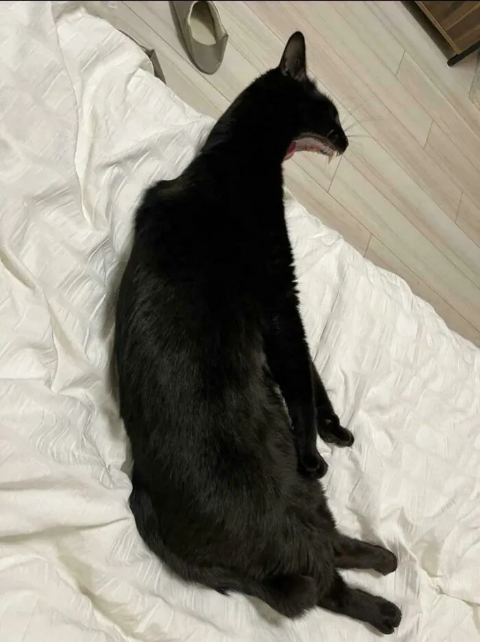 Black cat lying on white fabric with head turned, showing unusual body length