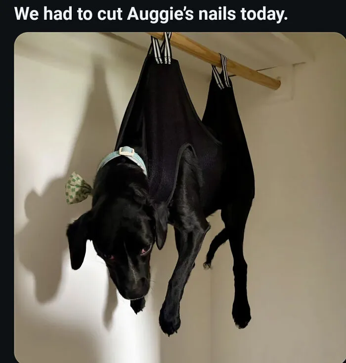 Black dog hanging in a harness for nail trimming, an amusing confusing photo