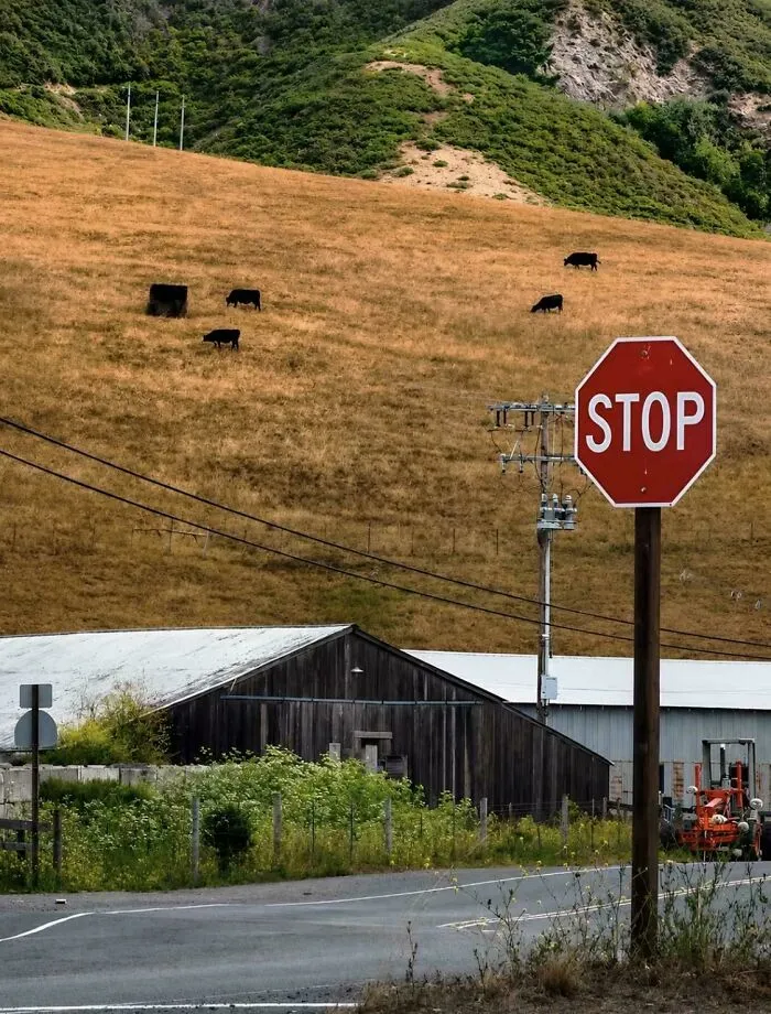 Hillside cows blend with shadows forming confusing optical illusion in the countryside