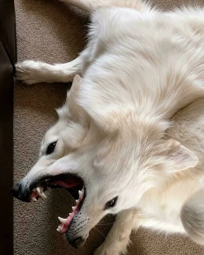 White dog with two heads illusion confusing the eye