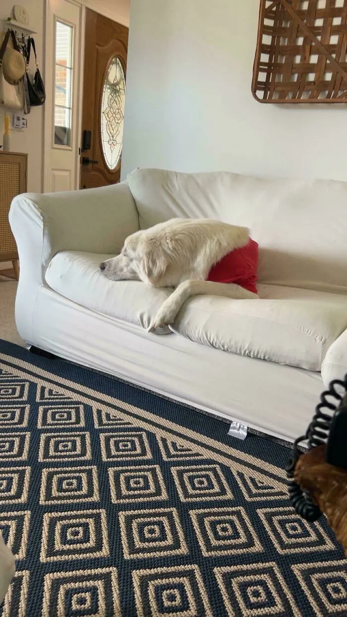 Dog resting on a white couch blending in with the couch fabric