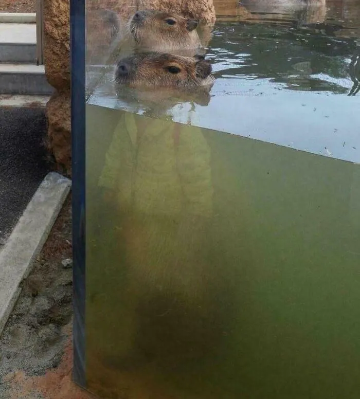 Optical illusion with capybara heads blending into a person's reflection in water