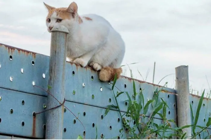 Cat perched on a fence post with its paw and tail creating a visual confusion