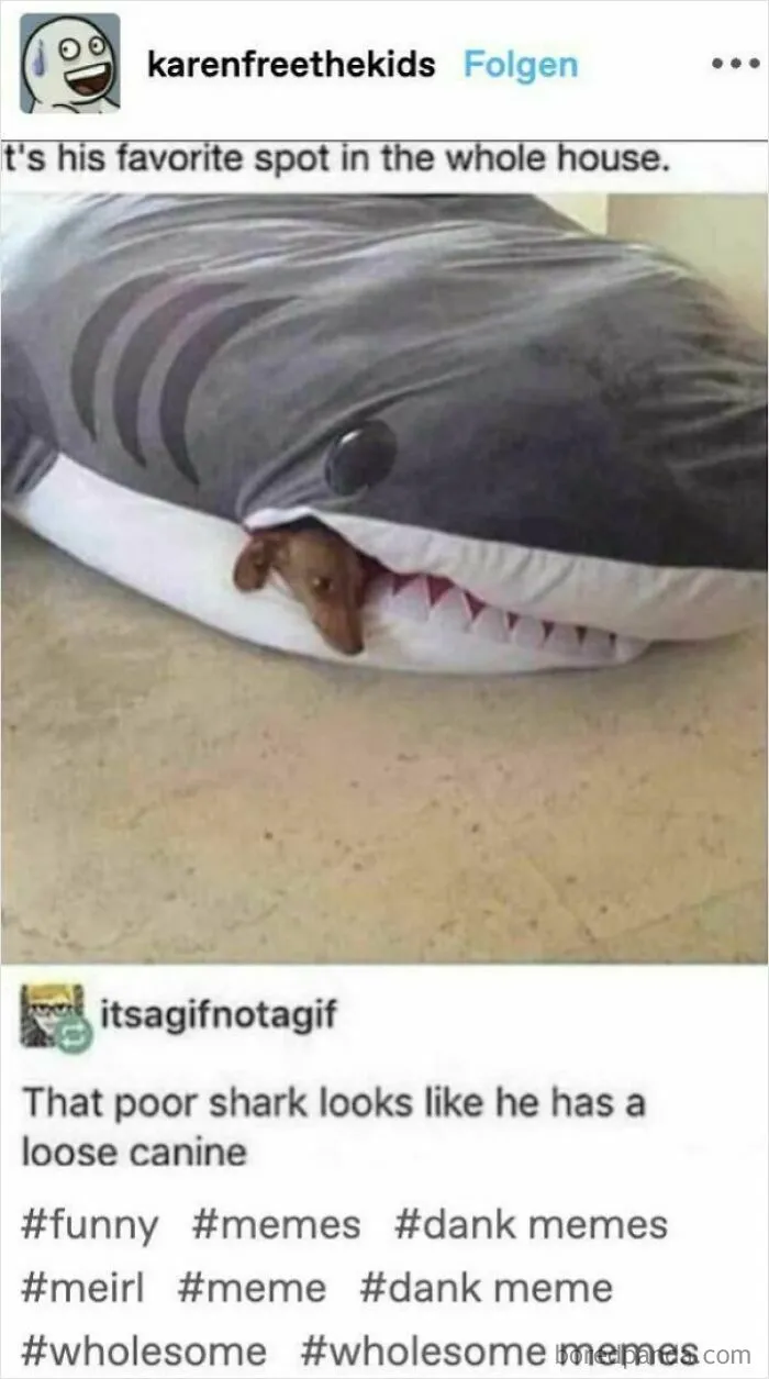 Dog resting inside a shark-shaped pet bed with sarcasm humor