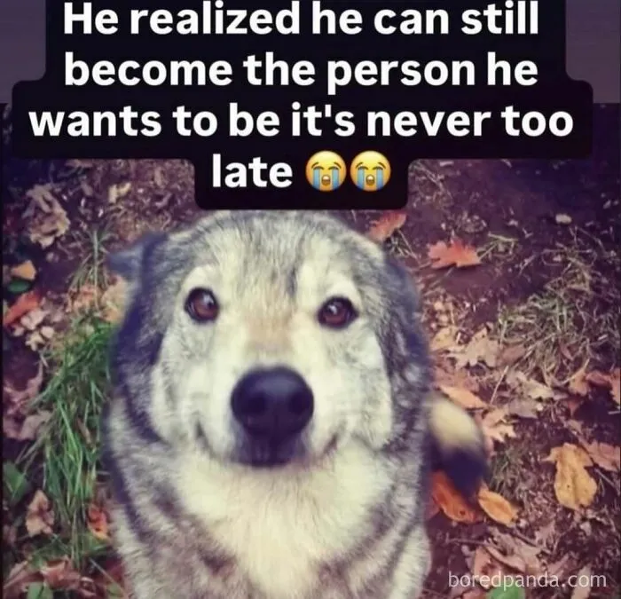 A wolfdog looking directly into the camera with a caption about finding oneself, representing hilarious memes.