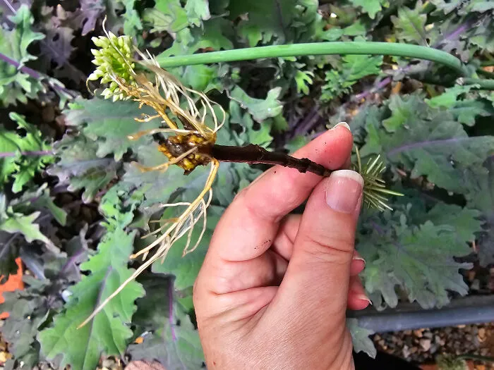 A person holding a regrown plant stem, highlighting frugal tips for home gardening and saving money.