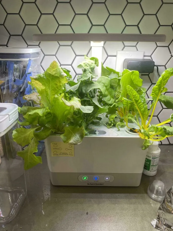A small hydroponic garden kit filled with leafy green vegetables for frugal tips