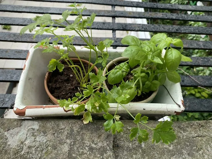 Fresh herbs growing in small pots on a balcony as part of money-saving home gardening frugal tips.