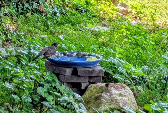 Small bird perched on a homemade blue birdbath in a lush garden, showcasing DIY frugal tips for outdoor space.