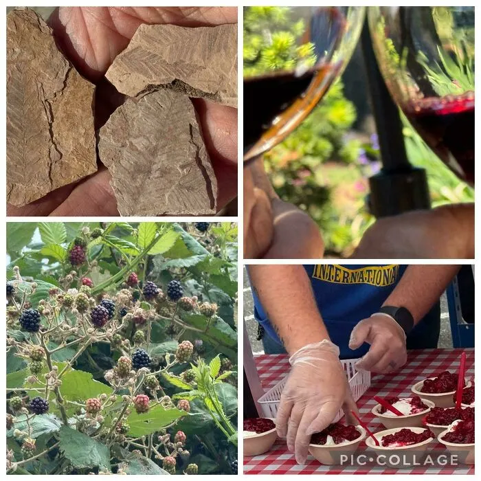 Collage of outdoor activities like finding fossils and picking berries for budget-friendly frugal tips.