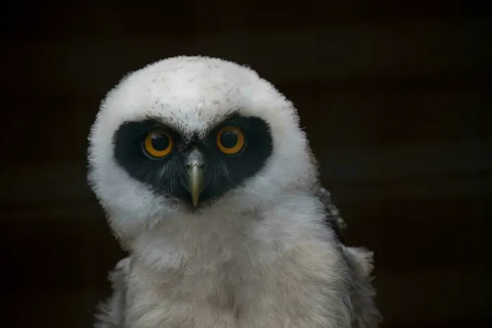 Spectacled Owl