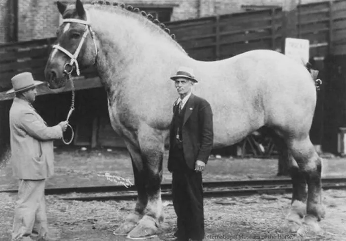 Brooklyn Supreme - One Of The Biggest Horses In History, 1930. He Was 6‘ 6” And 3200 Pounds