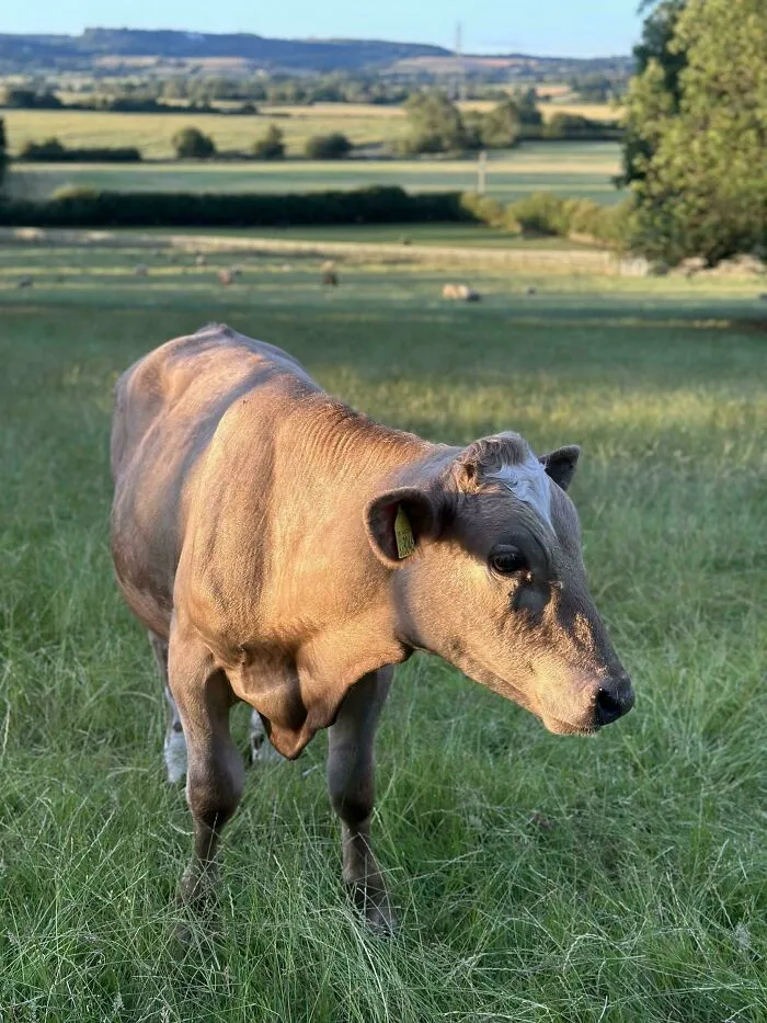 Living Her Best Grass-Fed, Stress-Free Life