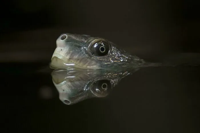 Matt River Turtle