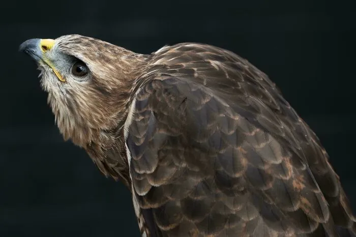 Common Buzzard-Buteo Buteo