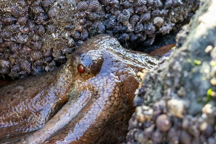 A New Zealand Octopus Giving Me The Eye