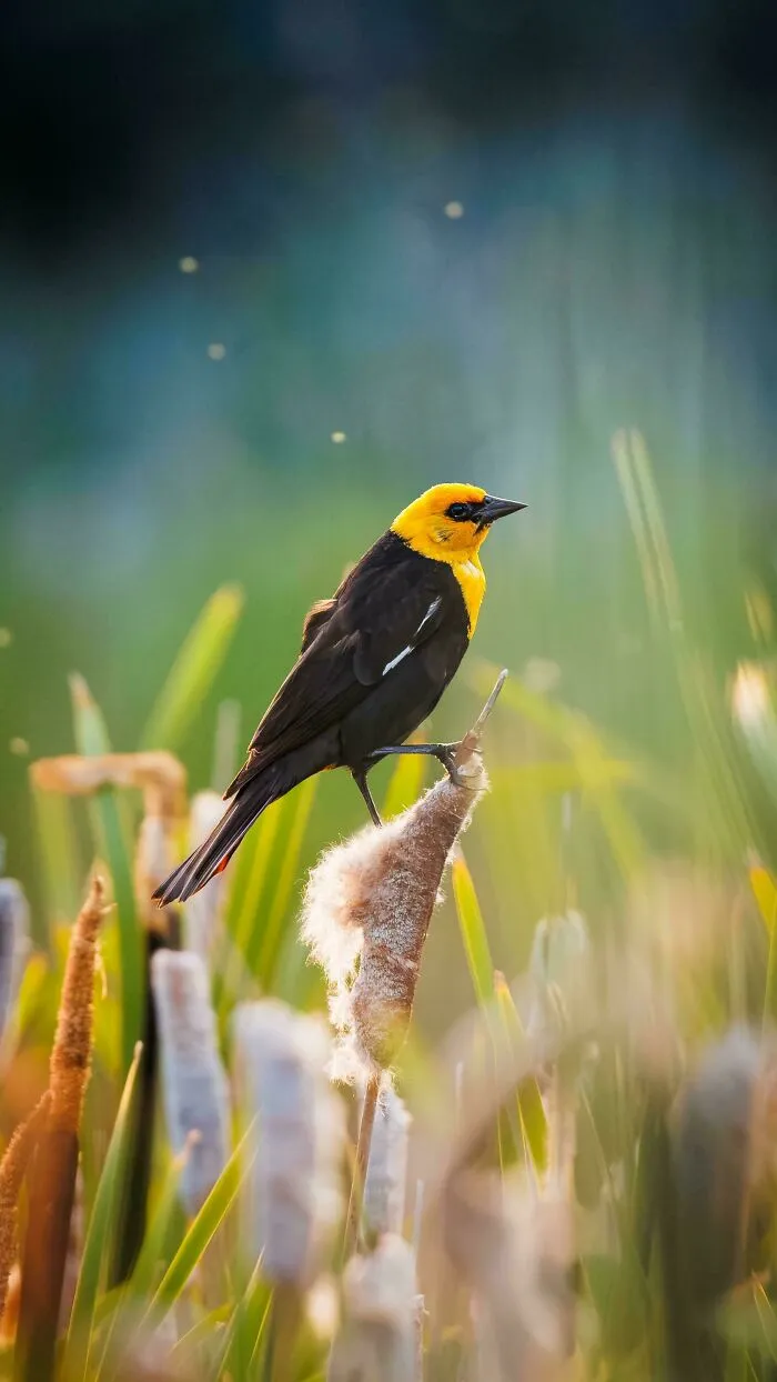 Yellow-Headed Blackbird