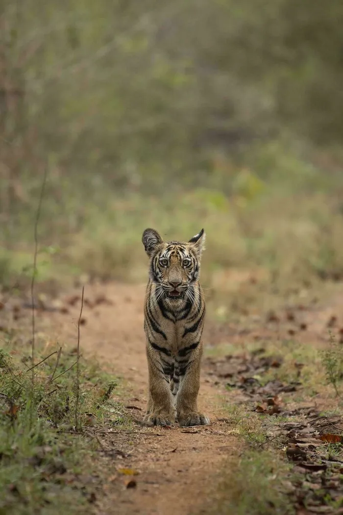 Would You Dare? Royal Bengal Tiger From Maharashtra - India