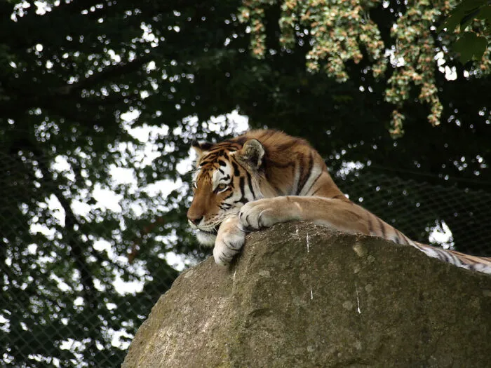 Dragan From Dartmoor Zoo