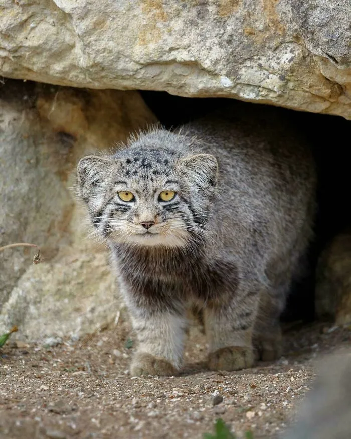 Pallas Cat Emerging From His Den