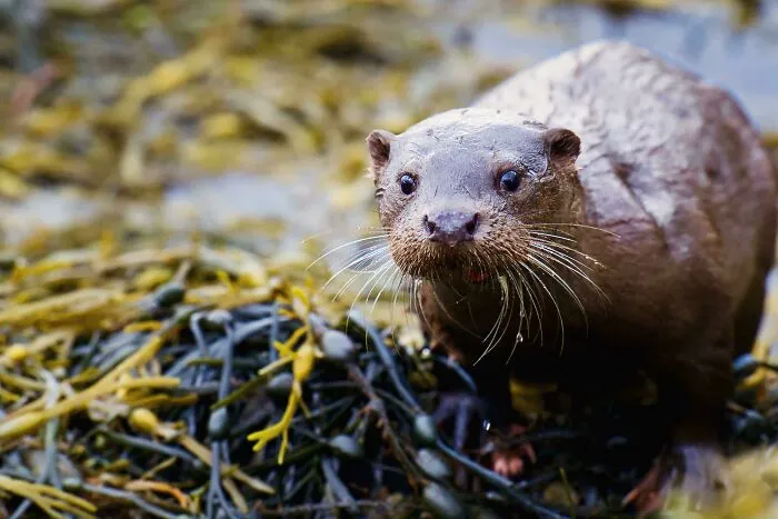 My First Ever 1:1 Encounter With An Otter. Argyll