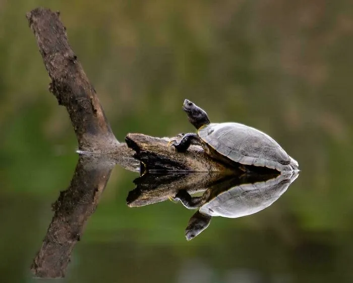Western Painted Turtle (Chrysemys Picta Bellii)