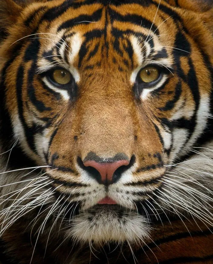 Raja The Male Sumatran Tiger