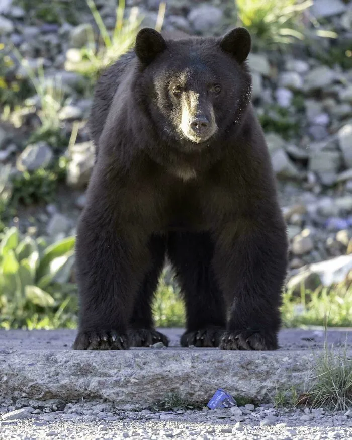 Black Bear At The Dump
