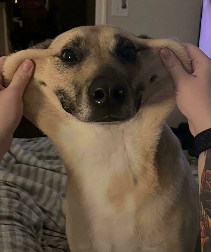 Wholesome animal pics featuring a funny dog with its stretchy cheeks being gently pulled back into a wide smile.