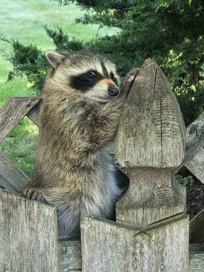Wholesome animal pics of a cute raccoon climbing over a wooden garden fence outdoors.