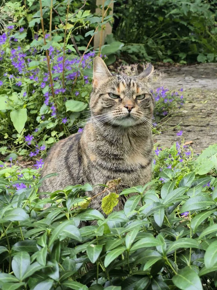 Wholesome animal pics of a stern-looking tabby cat sitting among lush green plants and purple flowers.