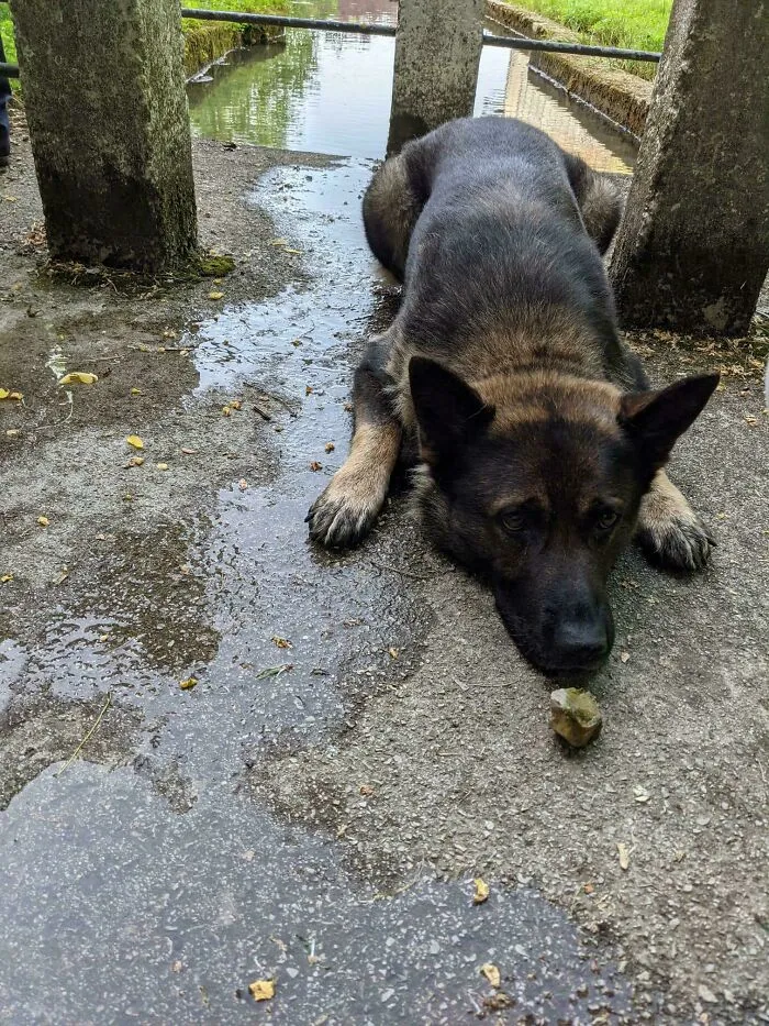 Wholesome animal pics of a German Shepherd lying on wet ground and staring intently at a small rock.