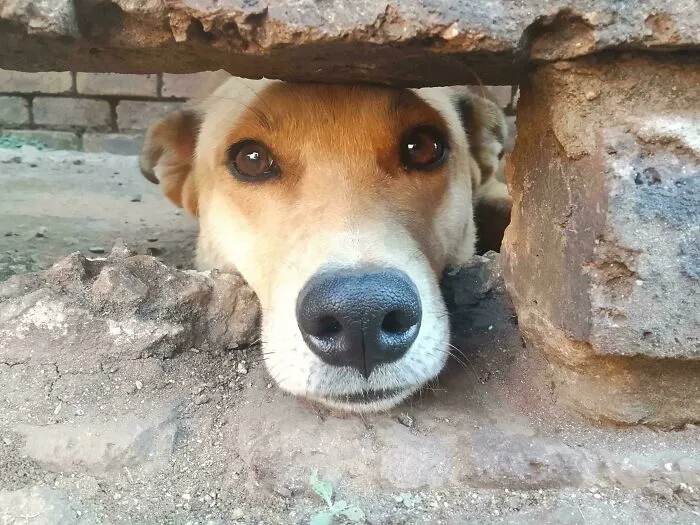 Wholesome animal pics showing a dog poking its nose through a narrow gap under a stone wall.